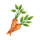 Carottes