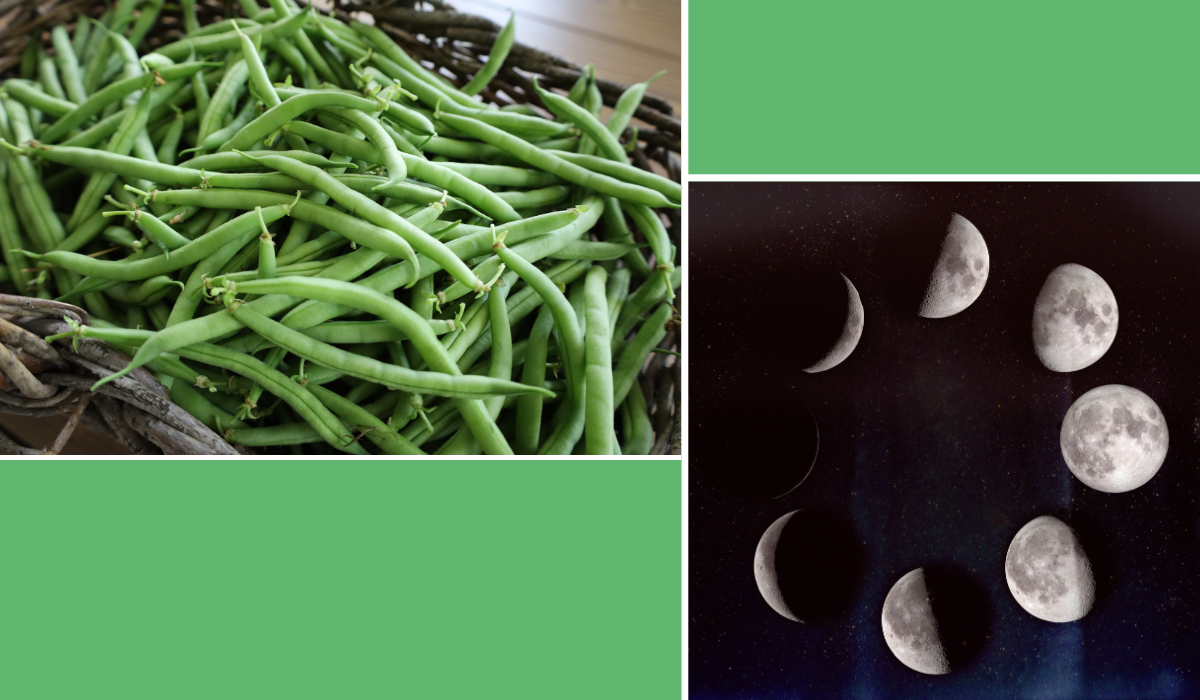 Quand planter les haricots verts avec la lune