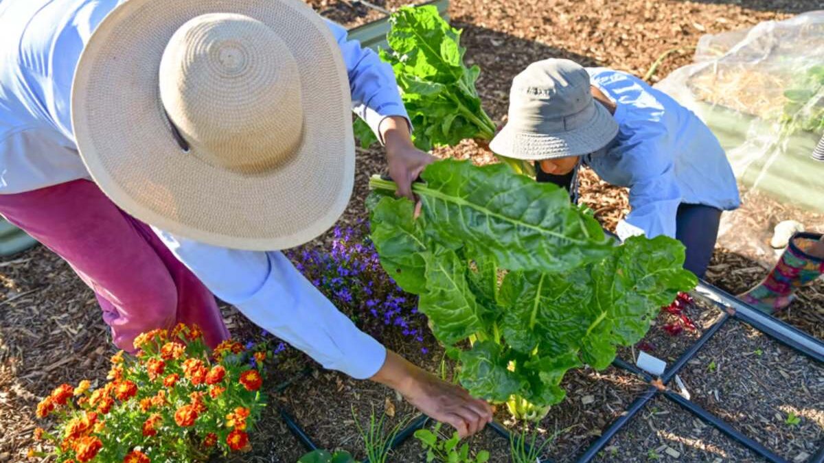 Récolter blettes sans les abimer