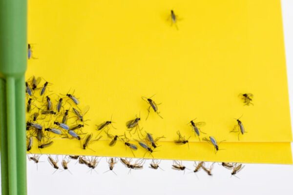 Comment se débarrasser des moucherons dans ta cuisine ?