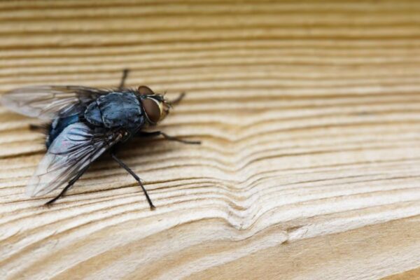 Qu&rsquo;est-ce qui fait fuir les mouches naturellement ?