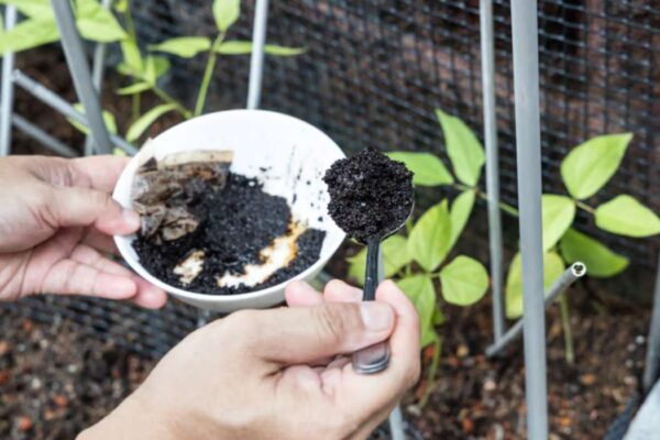 activateur de compost fait maison