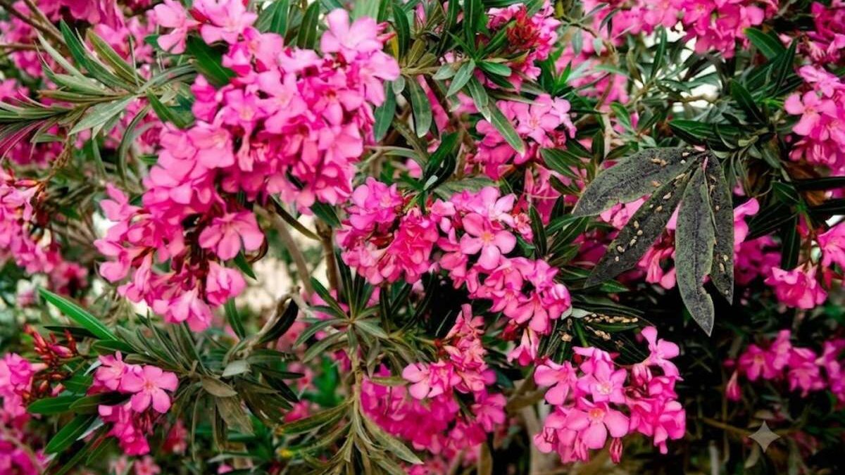 La fumagine sur ton laurier rose : comment s&rsquo;en débarrasser ?