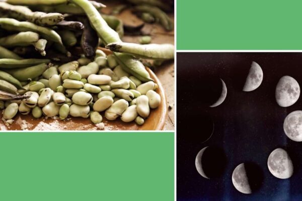 Quand planter les feves avec la lune