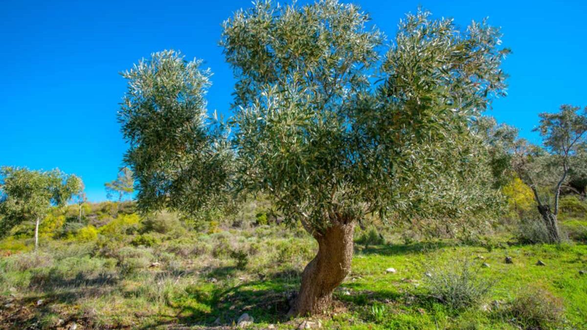 Quelles plantes associer avec un olivier au jardin ?