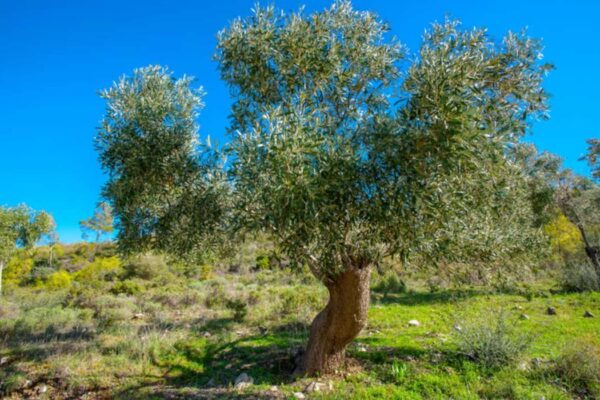 Quelles plantes associer avec un olivier au jardin ?
