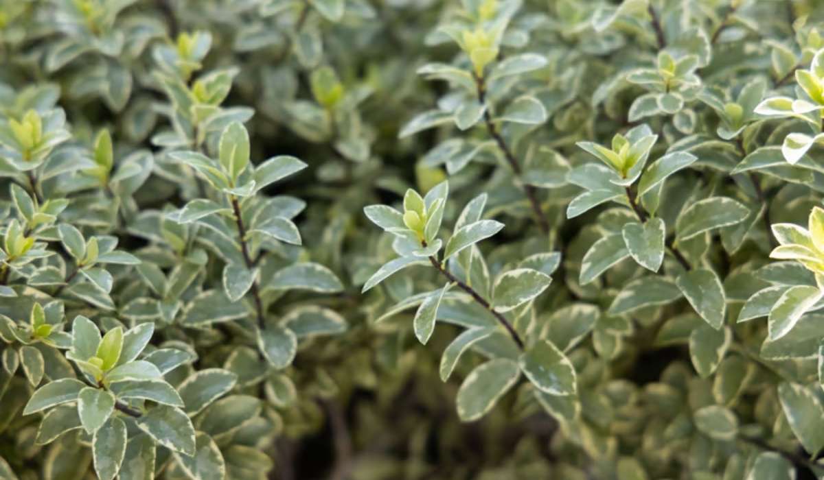 Elaeagnus