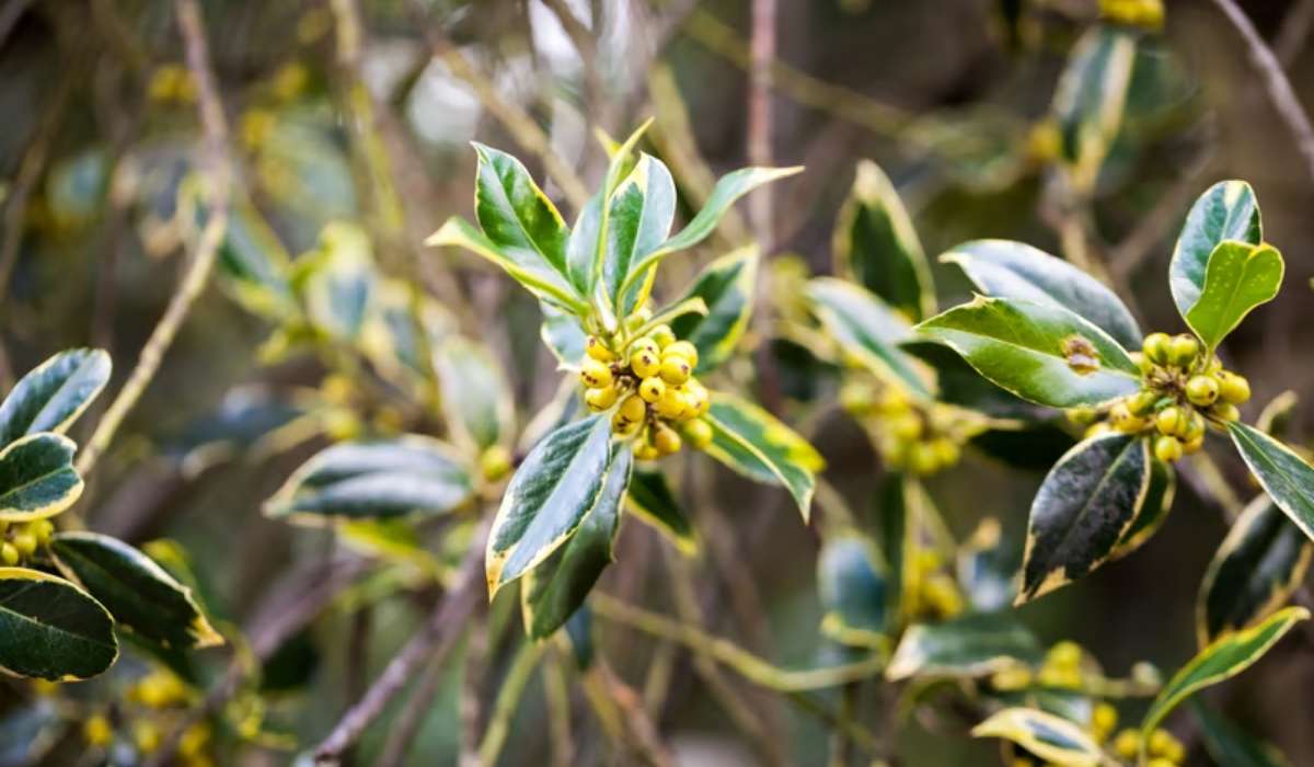 Pittosporum