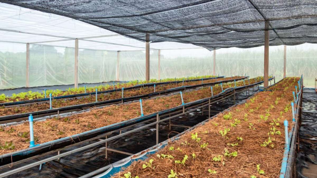Comment protéger votre potager de la chaleur avec un filet ?