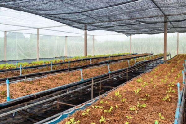 Comment protéger votre potager de la chaleur avec un filet ?