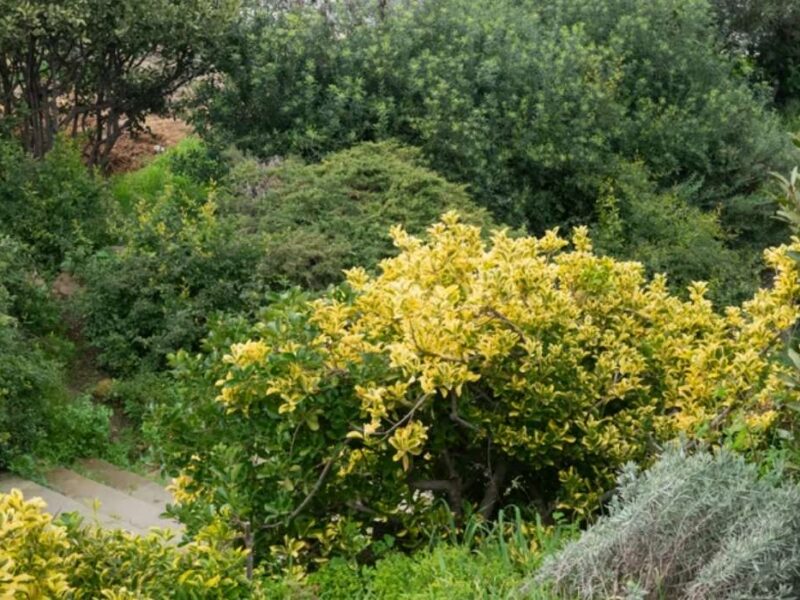 Jardin